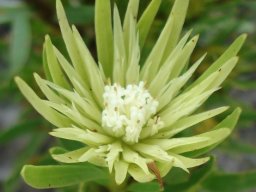 Aulax umbellata inner bracts lobed